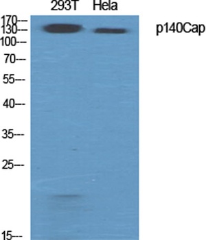 p140Cap rabbit pAb