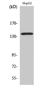 p140Cap rabbit pAb Antibody