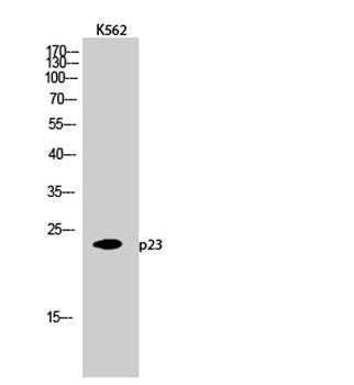 p23 antibody