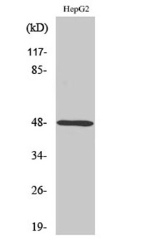 P2Y11 rabbit pAb