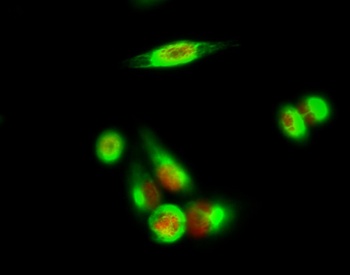 p35 antibody