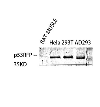 p53RFP antibody