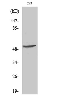 p70 S6 kinase β rabbit pAb