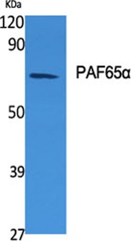 PAF65α rabbit pAb