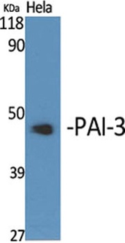 PAI-3 antibody