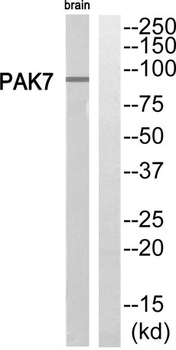 PAK5 antibody