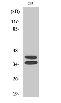 Pax-2 rabbit pAb