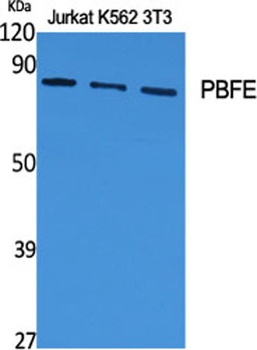 PBFE antibody