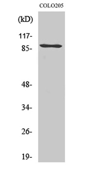 PCAF antibody