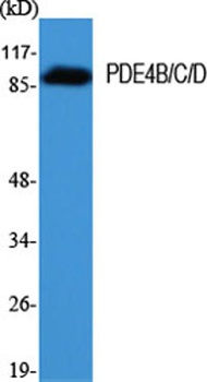 PDE4B/C/D rabbit pAb