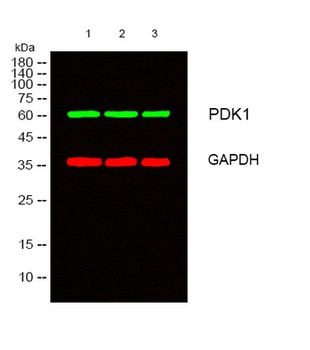 PDHK1 rabbit pAb