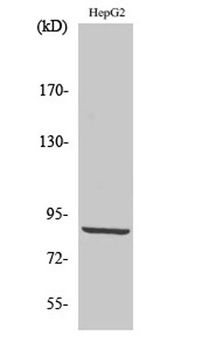 PDXDC1 antibody