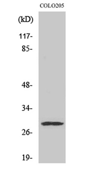 Peroxin 11β rabbit pAb