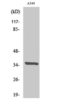 Peroxin 2 rabbit pAb