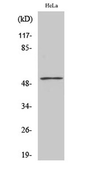 PFK-2 liv/tes antibody