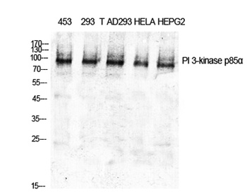 PI 3-kinase p85α rabbit pAb