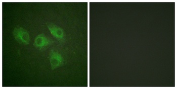 PI 3-kinase p85α rabbit pAb Antibody