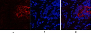 PI 3-kinase p85 alpha/gamma antibody