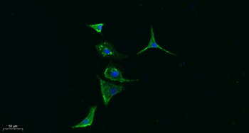 PI-9 rabbit pAb