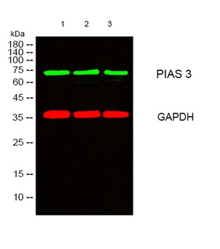 PIAS 3 rabbit pAb