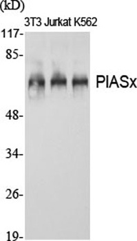 PIASx rabbit pAb