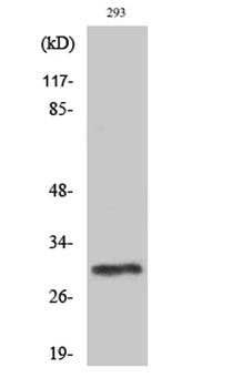 PIG-X antibody