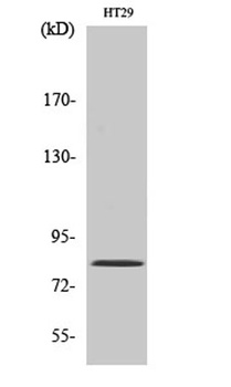 Pinin antibody