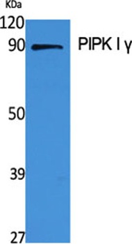 PIPK I gamma antibody