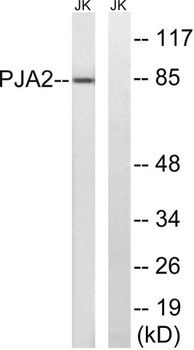 PJA2 rabbit pAb Antibody