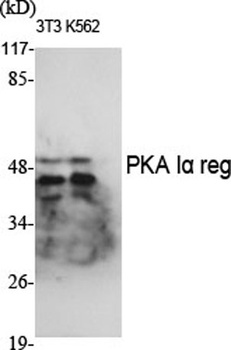 PKA I alpha reg antibody