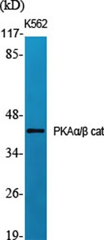 PKA alpha/beta cat antibody