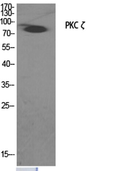 PKC zeta antibody