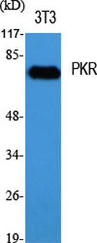 PKR antibody