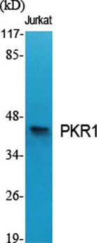 PKR1 rabbit pAb