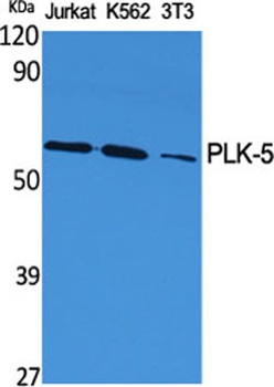 PLK-5 rabbit pAb