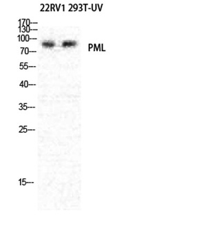 PML antibody