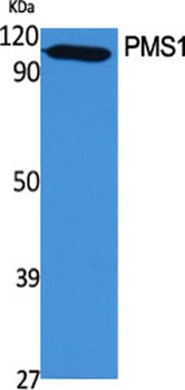 PMS1 antibody