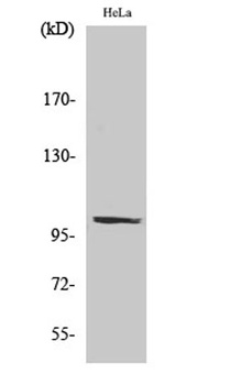 PMS2 antibody