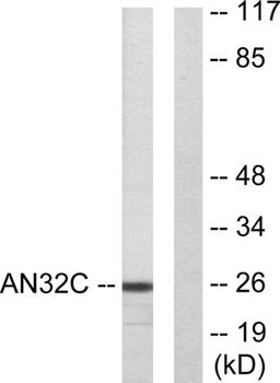 PP32R1 rabbit pAb Antibody