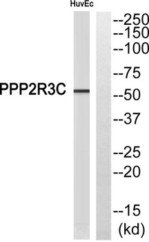 PPP2R3C rabbit pAb Antibody