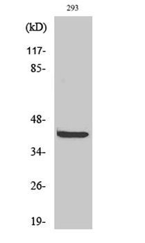 PRAS40 antibody