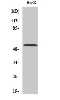 PREP-2 rabbit pAb