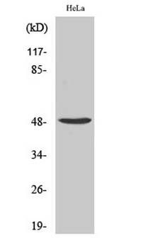 PRIM1 antibody