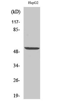 PRPH antibody