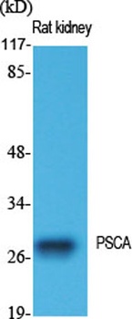 PSCA antibody