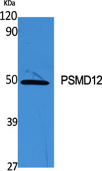 PSMD12 antibody