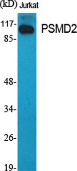 PSMD2 antibody