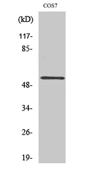 PTP1B rabbit pAb