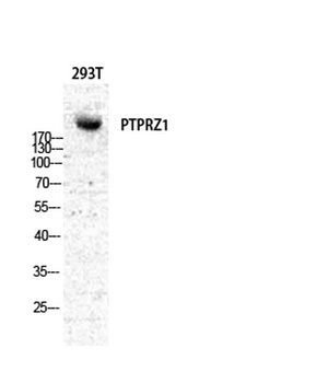 PTP zeta antibody