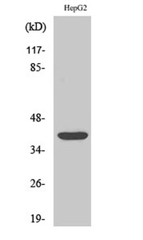 PU.1 rabbit pAb Antibody
